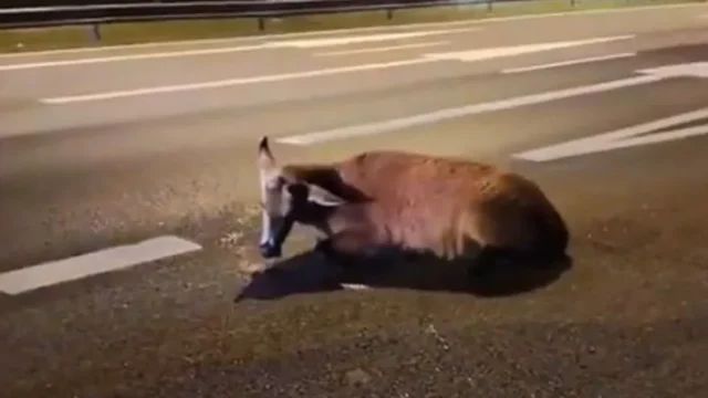 Atropellaron a un ciervo en Panamericana