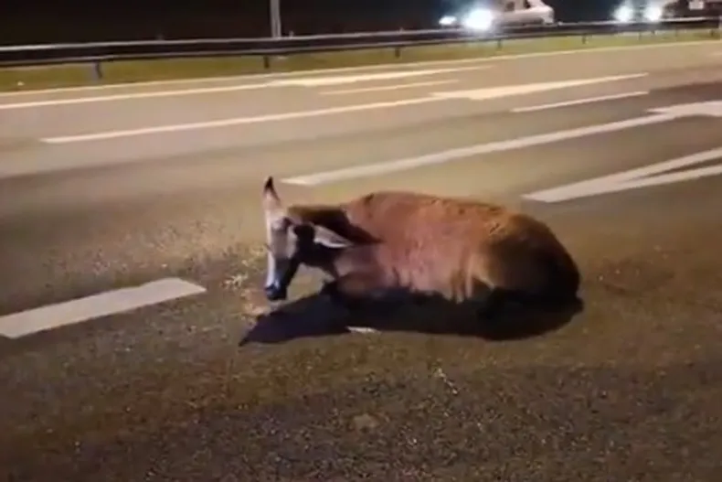 Atropellaron a un ciervo en Panamericana